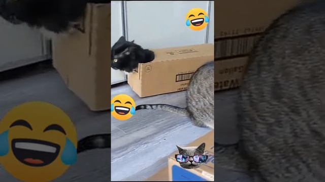 кот валит на гелике смотреть онлайн