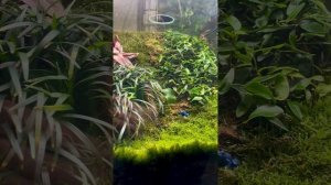 Флорариум, тропические растения.