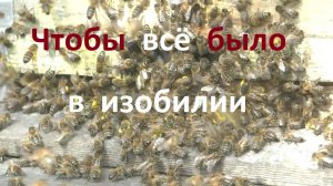 Весна, пчелам нечем кормить расплод