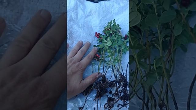 как выглядят саженцы брусники 10, 20 и 30 штук смотреть онлайн