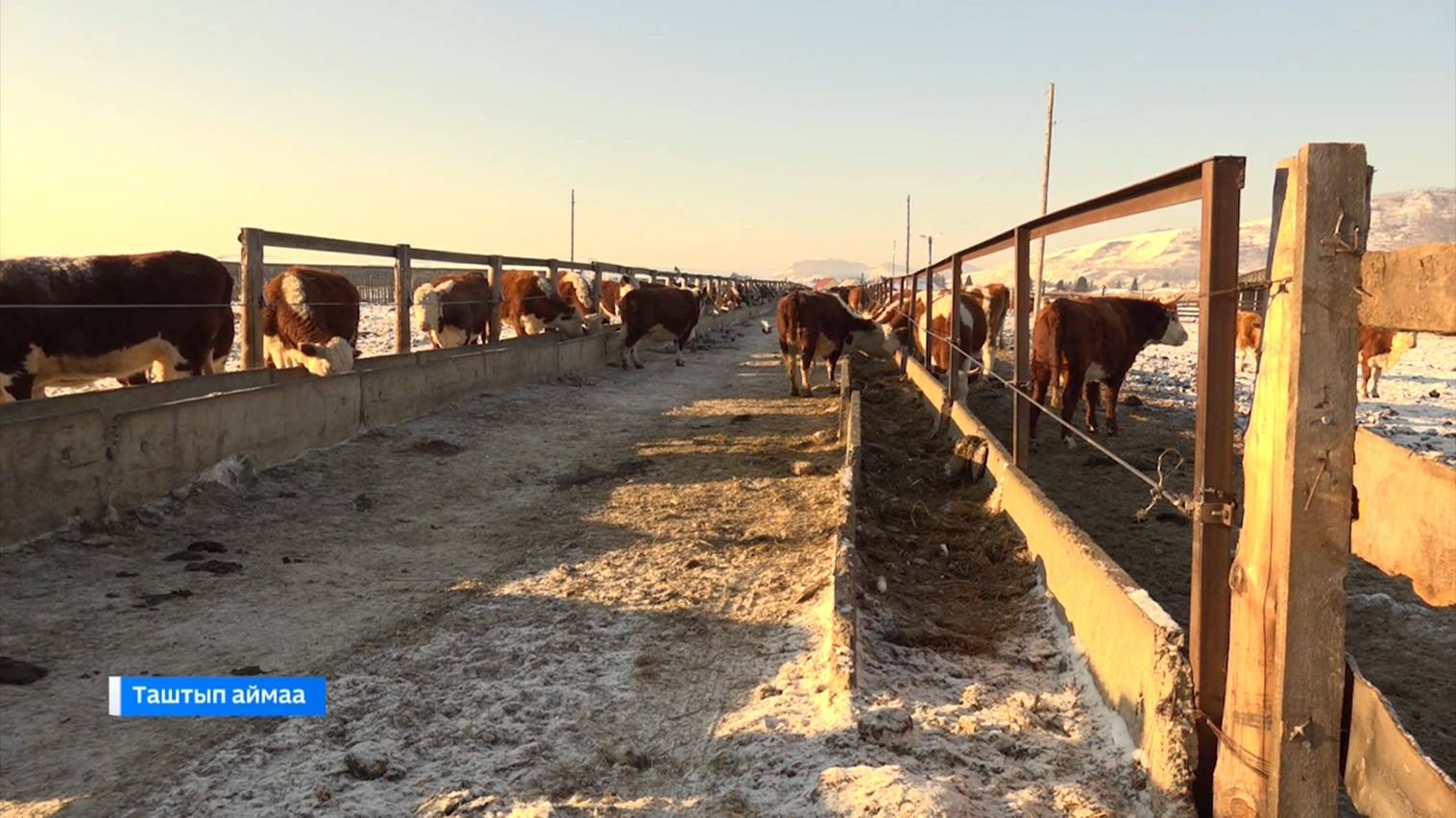 С января вступают в силу новые законы о сельском хозяйстве смотреть онлайн