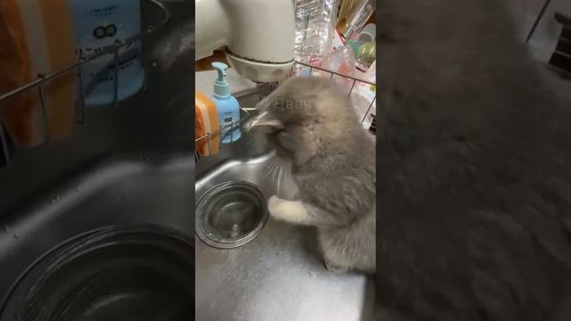 КОТИК И КРАН С ВОДОЙ смотреть онлайн
