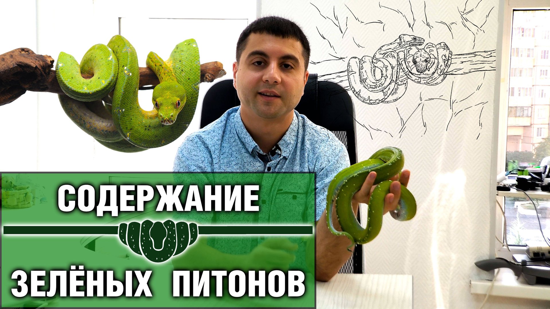 Зелёный питон — Содержание древесных питонов (morelia viridis) смотреть онлайн