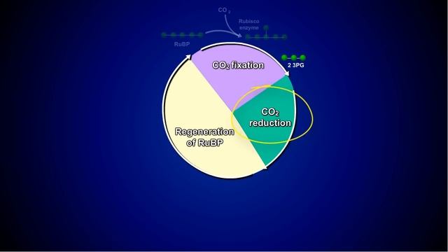 The Calvin Cycle смотреть онлайн