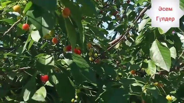 Шие талы//🍒 смотреть онлайн