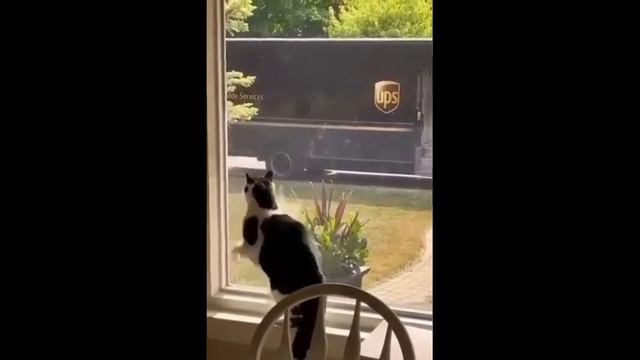 😻🐶Очень смешные моменты с кошками и собаками😻🐶Funny cats and dogs😻🐶№1 смотреть онлайн