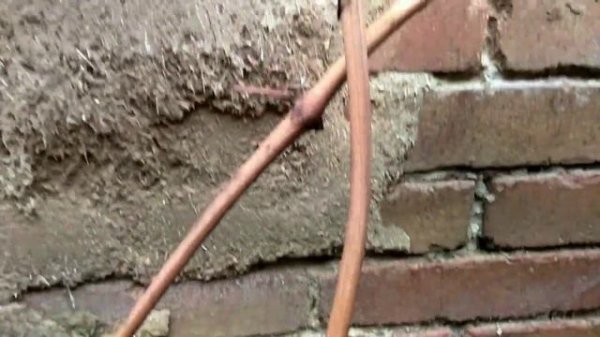 Удлинение рукавов винограда, смещение зоны плодоношения, обрезка, формировка.