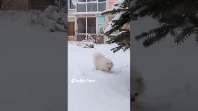 КОЛЬ-ОК (5) смотреть онлайн