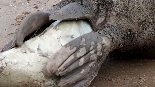 Grey seal birth tail first at Donna Nook смотреть онлайн