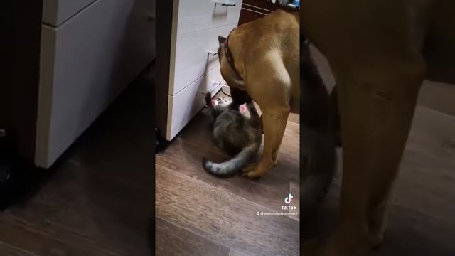 Mortal kombat. смотреть онлайн