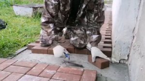 укладывание брусчатки на бетонное основание  Нижний Новгород