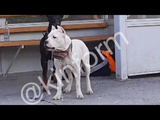 Собаки не пускают к лежащему на остановке мужчине. смотреть онлайн