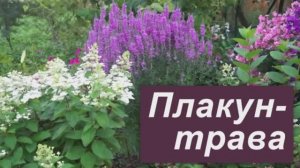 Дербенник иволистный- эффектное растенье, которое не потребует больших забот