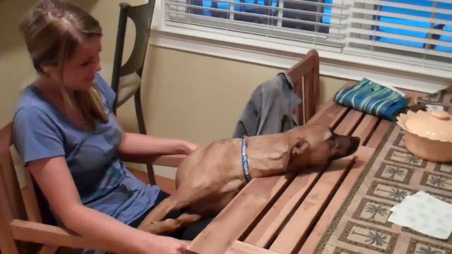 Does your Dog Table Surf? смотреть онлайн