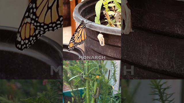Butterfly Waystation For Mental Health смотреть онлайн