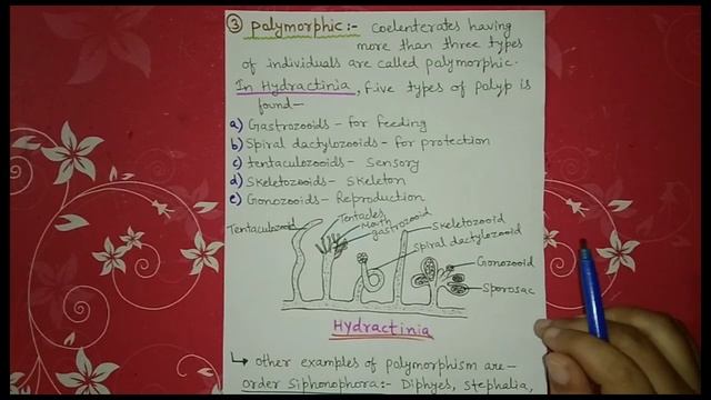 polymorphism in coelenterata or hydrozoa || notes explain смотреть онлайн