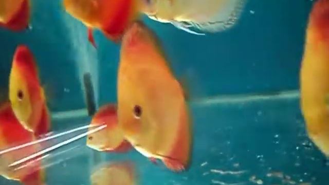 Аквариум дискусы Mydiscus смотреть онлайн