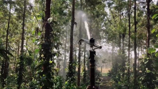 Rain gun sprinkler #highpressure #coffee #pepper #hunsur смотреть онлайн