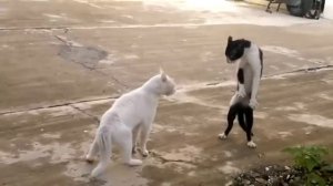 Кунг фу кот