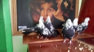 ❤Крымские николаевские голуби - картина маслом ❤