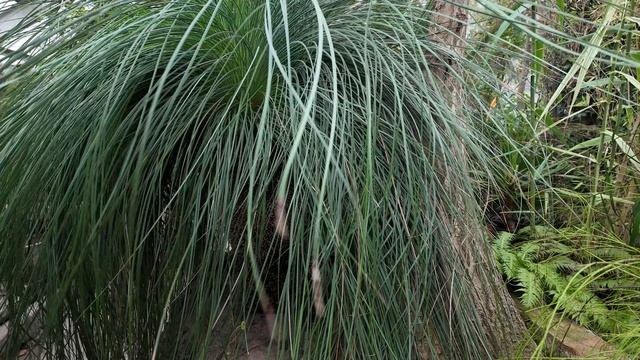 Дазилирион (Dasylirion)