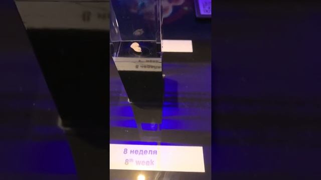 Развитие эмбриона смотреть онлайн