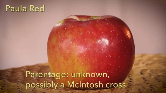 New England PAULARED apple смотреть онлайн