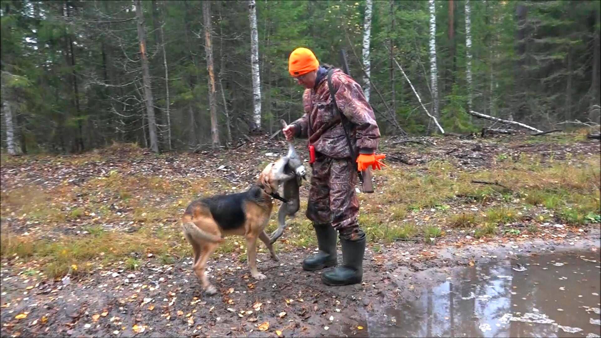 ОХОТА НА ЗАЙЦА ПО ЧЕРНОТРОПУ.Русская гончая Аргон 6351/22 вл. Шатров В.А.#охотасгончей#топ#hunting смотреть онлайн