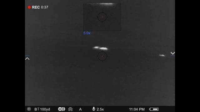 Thermal Hog hunt, wheat field small sounder Pulsar смотреть онлайн