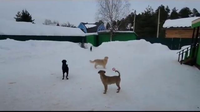 Хорошо, когда есть где развернуться 😀 смотреть онлайн