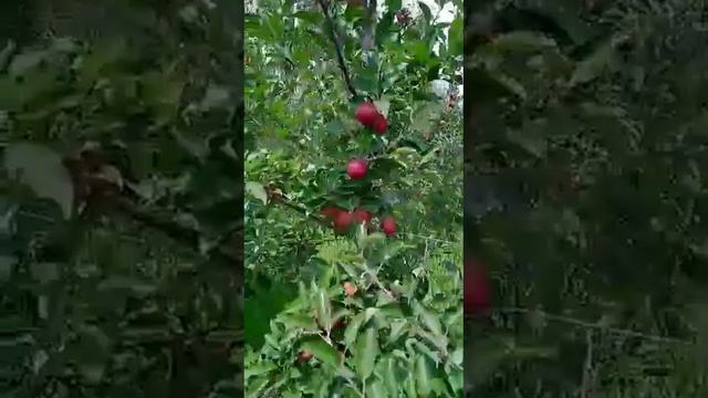 Dark Baron Gala Gariba||10Kg/Plant 3 year leaf Crop Load |M9 Rootstock.Gala Production|UHDP APPLE смотреть онлайн