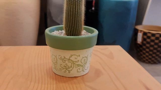 Cacto - Parodia Leninghausii смотреть онлайн