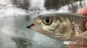 Мормышинг на незамерзающей речке зимой