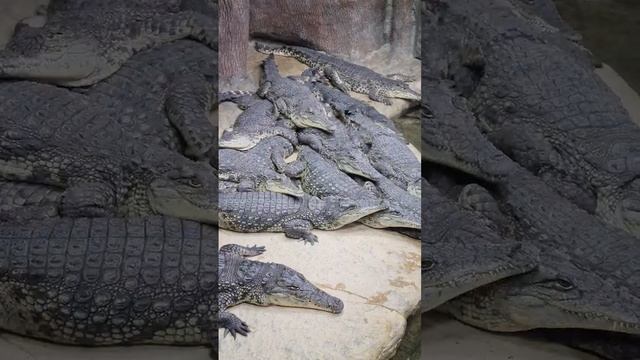 Алушта 2023, открыли сезон смотреть онлайн