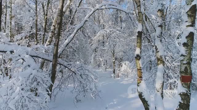 Сергей Есенин — Пороша