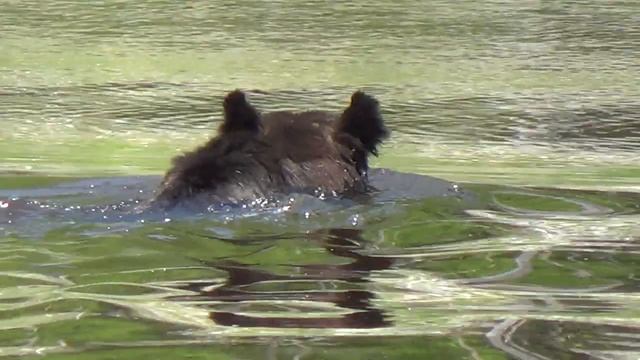Михайло - марафонский заплыв смотреть онлайн