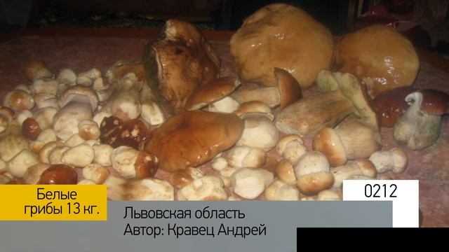Фотоальбом - Тихая охота №43 смотреть онлайн