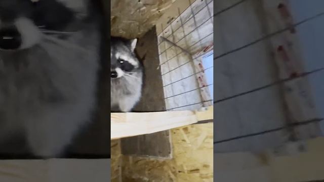 Вольер для енота. смотреть онлайн