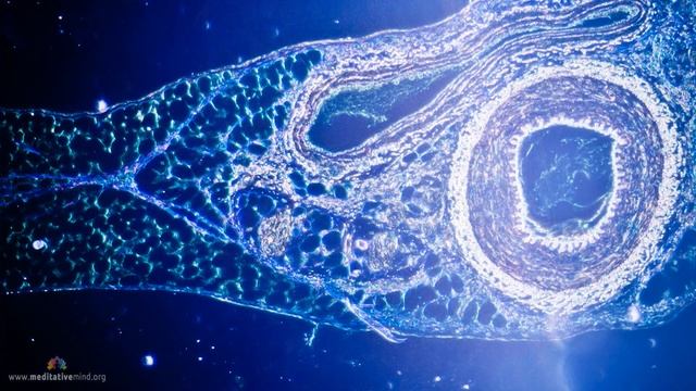 852 Гц - Преобразует Клетки в Систему Более высокой энергии, Исцеляющая Музыка Поющих Чаш #23 смотреть онлайн