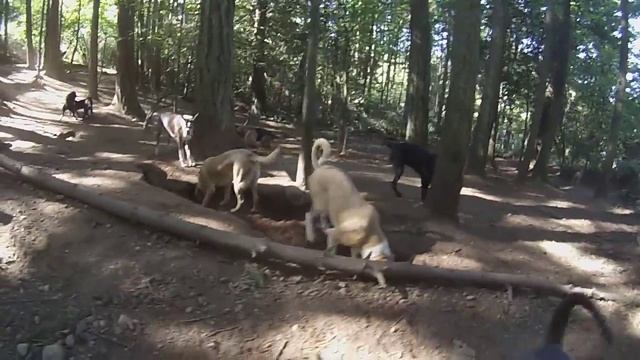 Animal Magnetizm Dog Daycare 9/29/15 A смотреть онлайн