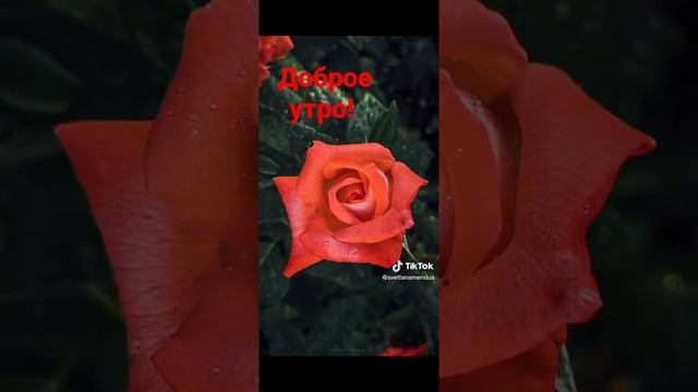 Доброе весеннее утро! #shortvideo смотреть онлайн