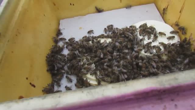 подсиливание пчел в январе, принцип подсиливания, когда пчелы малоактивны и зимуют, 17.01.2025 смотреть онлайн