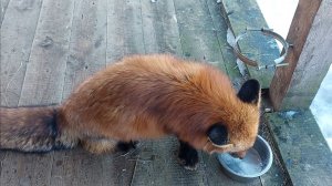 За 15 часов до.......