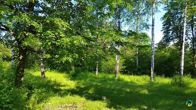 Лес смотреть онлайн