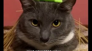 ЕСЛИ БЫ КОТИКИ ХОДИЛИ В ШКОЛУ - ШКОЛЬНЫЕ БУДНИ ЛОТКОВА