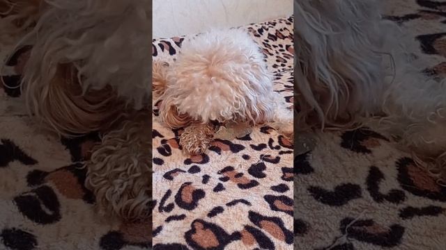 той пудель Милли! смотреть онлайн