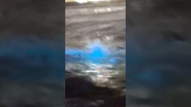The best phenomenon bioluminescent algae appeared in the ocean and beaches in California. смотреть онлайн