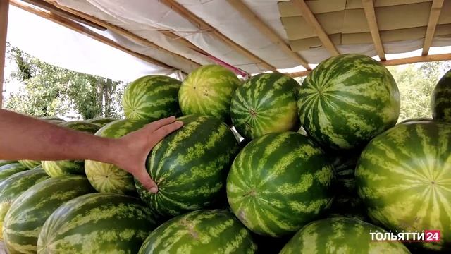 «Подробнее». Как выбрать дыню и арбуз 01.08.2023