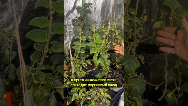 Паутинный клещ на огурцах при выращивании зимой смотреть онлайн