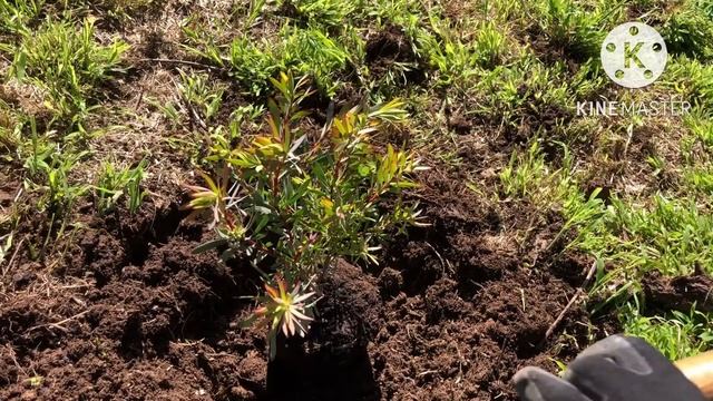 How to plant Leucadendron Strawberry and cream tutorials/ How to grow and care for Leucadendron смотреть онлайн